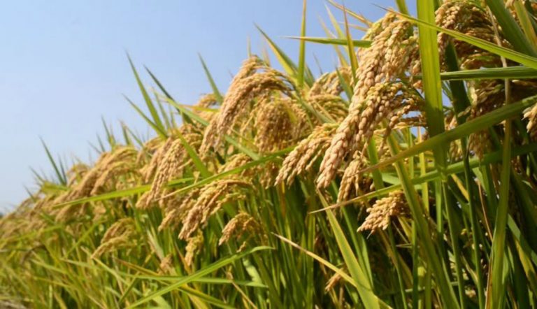 COVID-19 संकट के दौर में भी देश में लगातार 4थे साल खाद्यान्नों का होगा बंपर उत्पादन, जानिए कृषि मंत्रालय का क्या अनुमान…