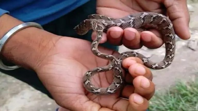 Valmiki Tiger Reserve में मिला अतिदुर्लभ कैट स्नेक, जानें कैसे चुपके से बनाता है शिकार