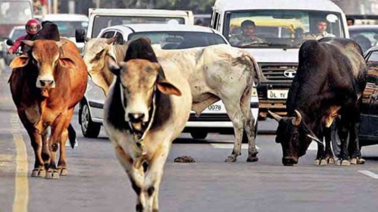 बाराबंकी में सांड़ पकड़ने के लिए खरीदी जाएगी ‘ट्रेंकुलाइजर गन’, जानिए ये पैलट गन से कितनी है अलग