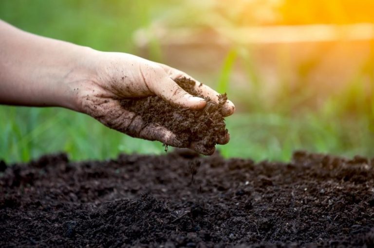 World Soil Day 2023: विश्व मृदा दिवस क्यों मनाया जाता है? जानिए इसका  इतिहास, महत्व और इस साल का थीम