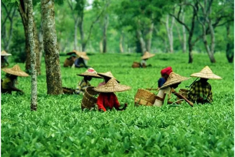 चाय के फ्लोर प्राइस का भारत की निर्यात प्रतिस्पर्धा पर प्रभाव पड़ेगा