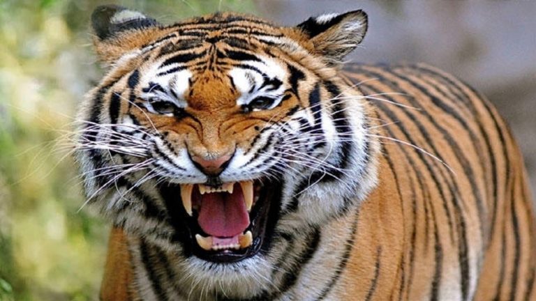 Tiger News: दिखा बाघ, लोगों में दहशत, गढ़वा का वन विभाग अलर्ट