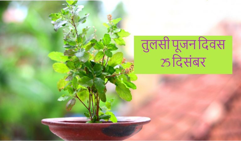 Tulsi Pujan Diwas 2022: तुलसी पूजा का क्या महत्व, जानें पूजा की विधि