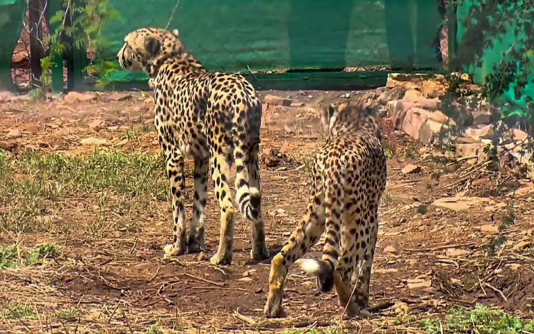 कोडरमा में कांग्रेस ने निकाली भारत जोड़ो पदयात्रा