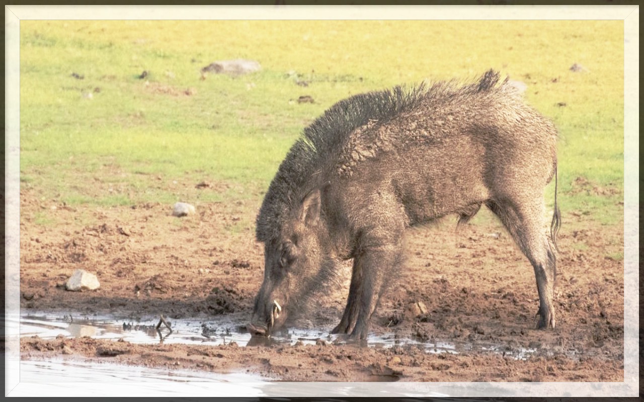 Wild boar