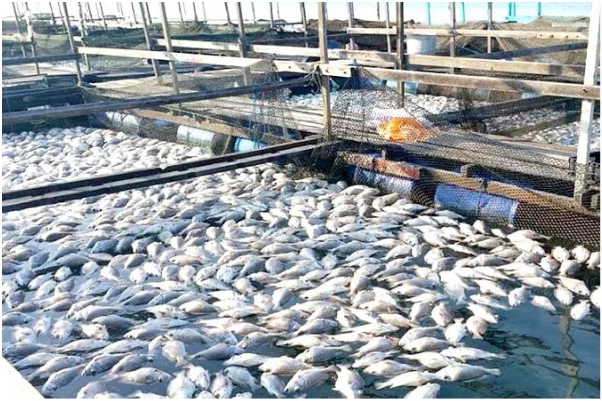 Fish Production :