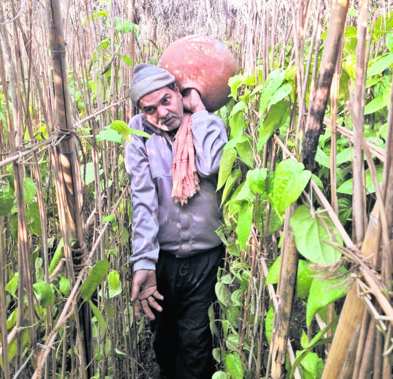मगध की शान मगही पान का अस्तित्व संकट में, पलायन के बाद महंगाई ने छीन ली मगध की लाली