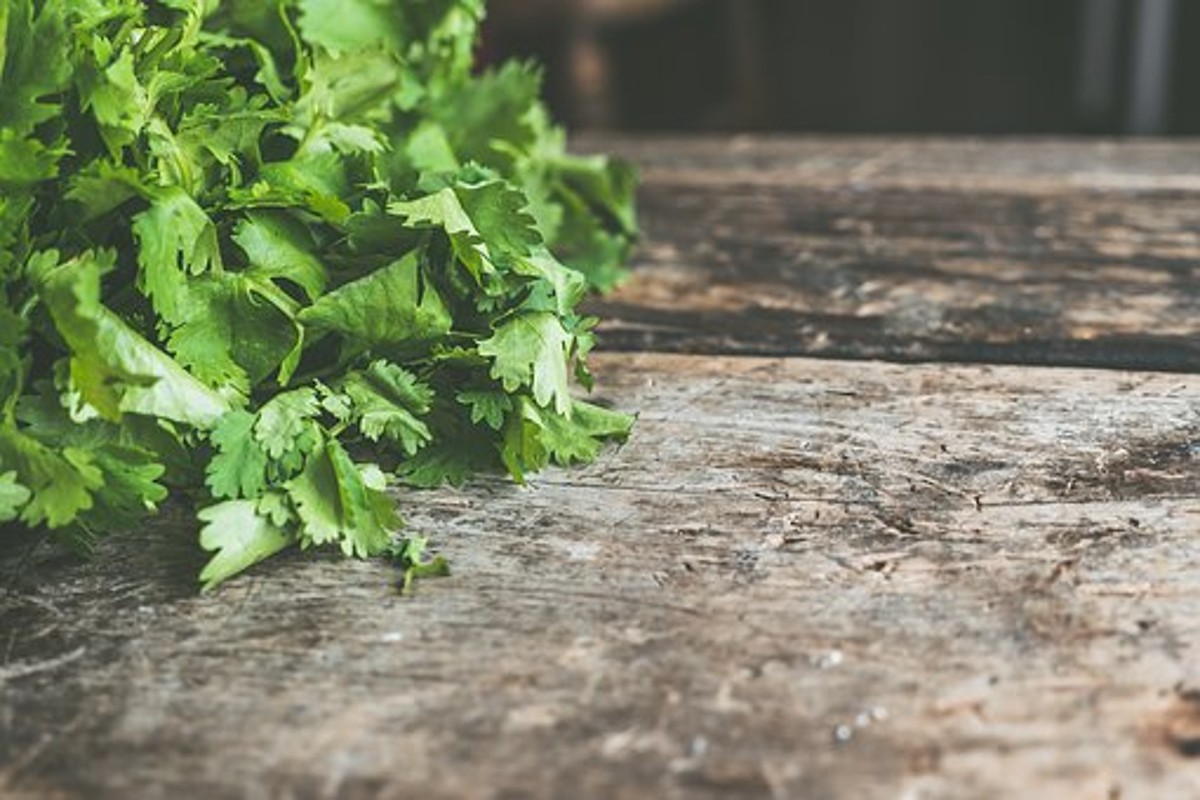 Coriander Leaves Benefits