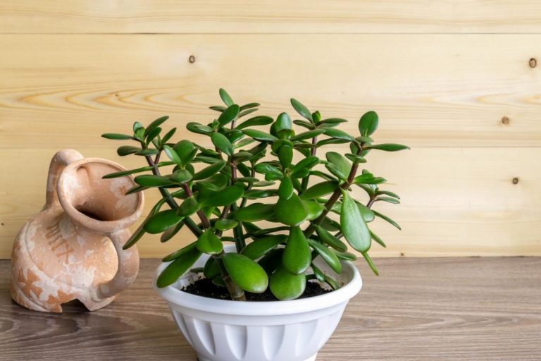 Jade Plant Care: घर की सुख समृद्धि के लिए लगाया जाता है जेड प्लांट, ऐसे करें उसकी देखभाल