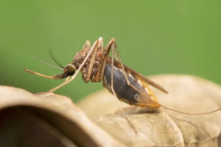Mosquito prevention: प्राकृतिक रूप से मच्छरों से बचने के घरेलू उपाय