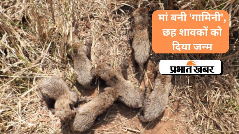 Cheetah In Kuno National Park: मां बनी ‘गामिनी’, छह शावकों को दिया जन्म, देखें VIDEO