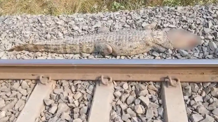 Crocodile Death