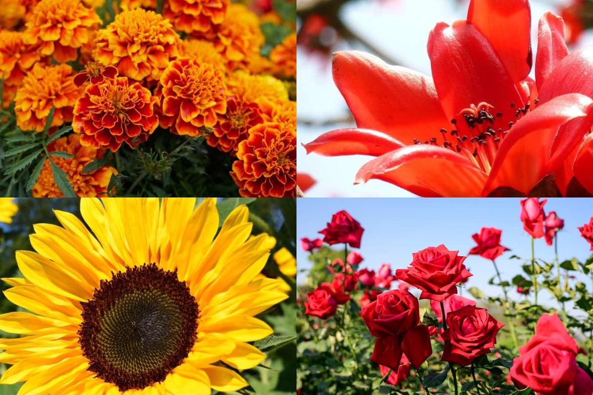 Summer Plants For Home Garden