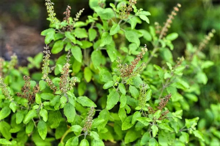 Tulsi Benefits : रोज सुबह चबा लें यह हरे पत्ते, भाग खड़े होंगे सारे रोग