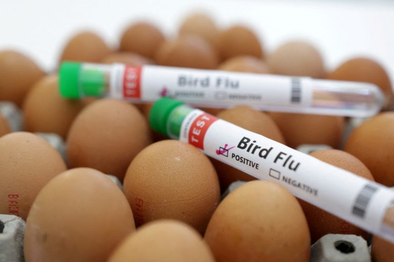 Bird Flu in Bihar: बिहार में बर्ड फ्लू से हड़कंप, कोलकाता के लैब में सैंपल जांच के बाद हुई पुष्टि