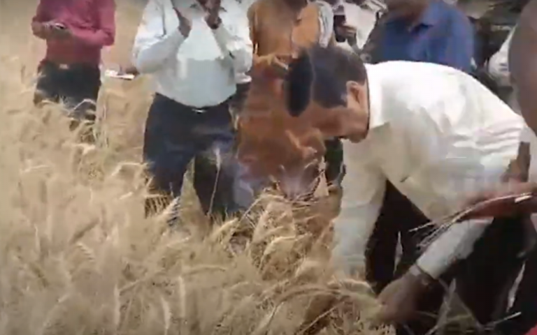 Viral Video: कलेक्टर साहब ने खेत में काटी गेहूं की फसल, वायरल हो रहा वीडियो, जानें पूरा मामला