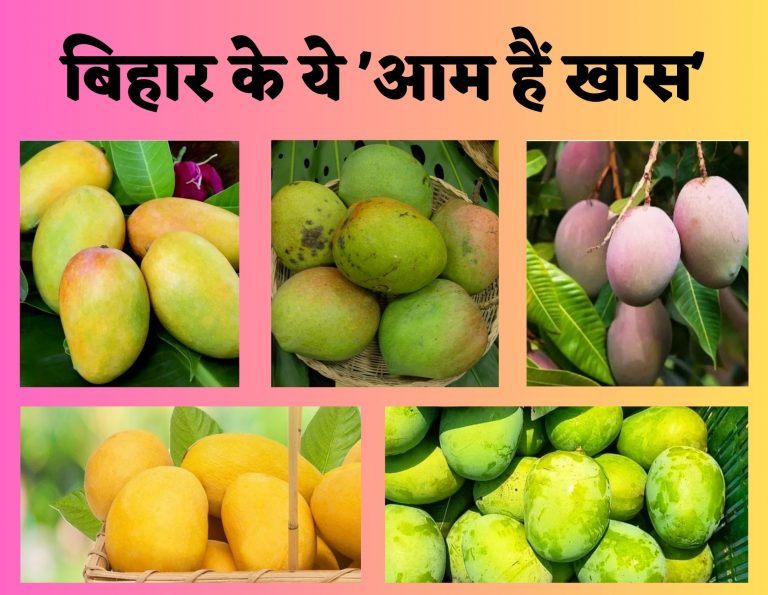 Bihar Special : बिहार के इन पांच जिलों के खास हैं ‘आम’, भागलपुर के जर्दालु को मिल चुका है जीआइ टैग