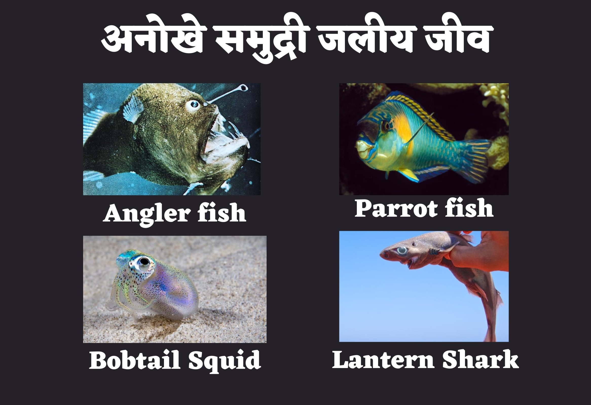 World Aquatic Animal Day
