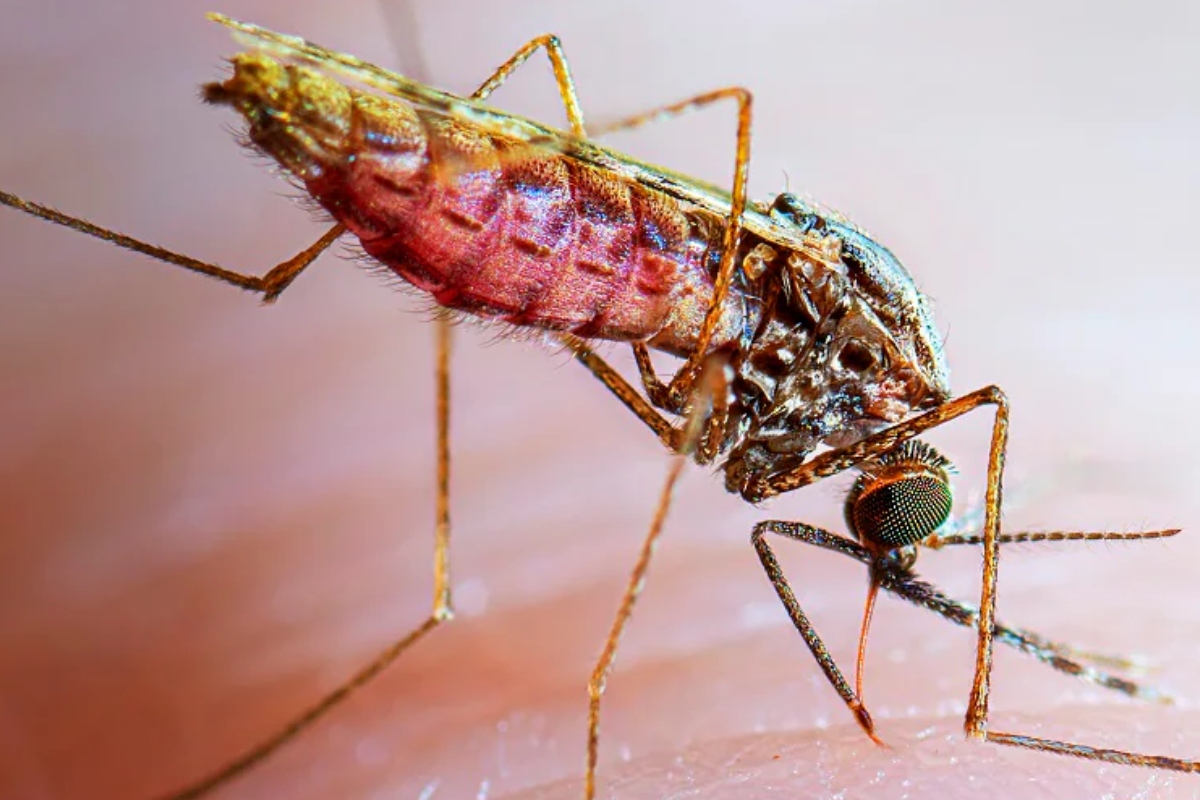 Malaria
