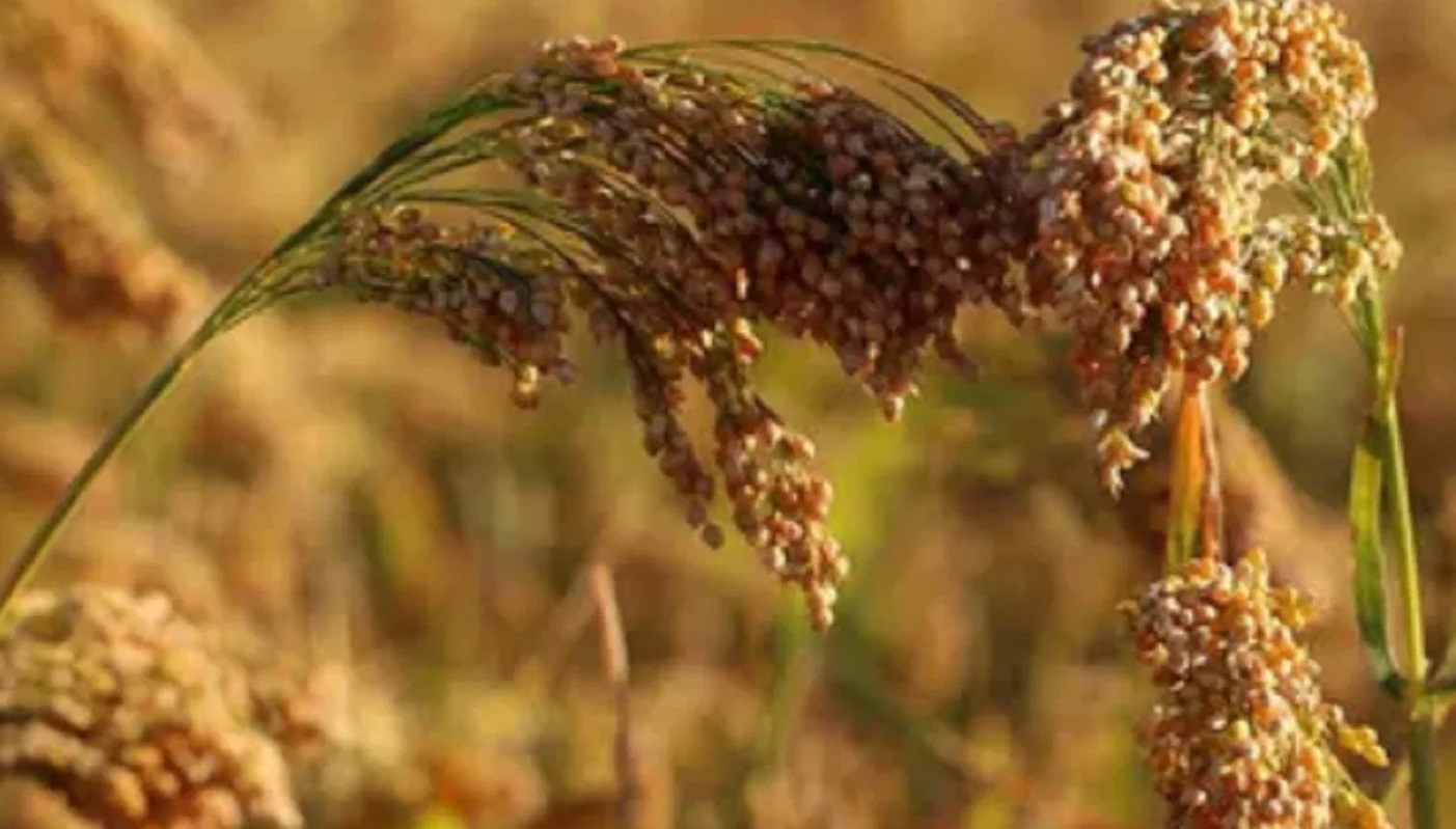 agriculture news