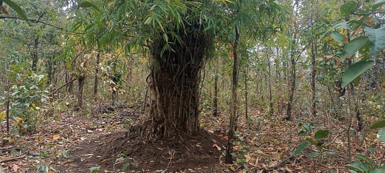 हाथियों को गांवों में प्रवेश से रोकेगा बांस का बखार, वन विभाग ने ग्रामीणों की सुरक्षा के लिए की ये पहल