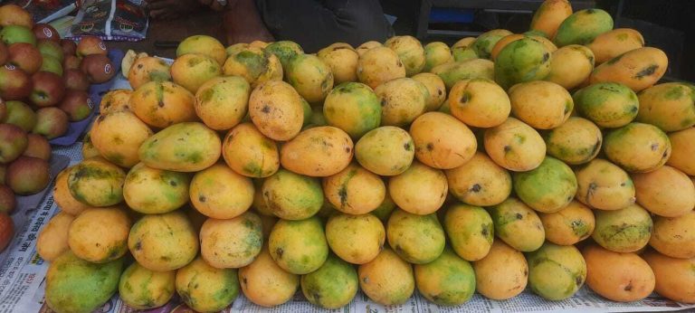20 मई के बाद गया के बाजार में दूधिया मालदा के आने की उम्मीद