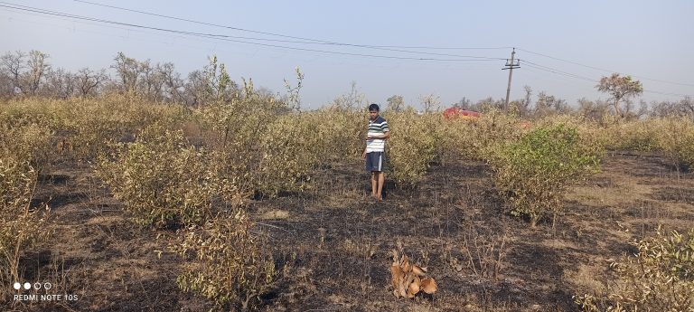 – तीन एकड़ में लगे नींबू के बागान में लगा दी गयी आग, 500 पेड़ जलकर खाक