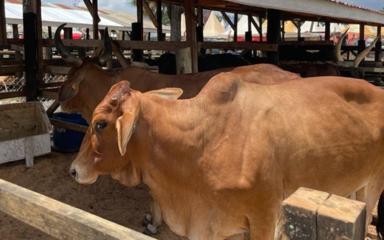 heat wave weather today livestock