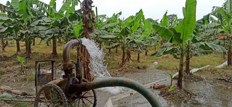 Katihar News : तेज धूप के कारण केला, मखाना व गरमा धान फसल बर्बाद होने की चिंता