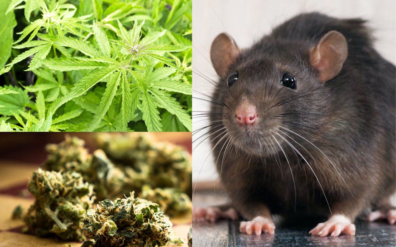 rats eating hemp marijuana in jharkhand