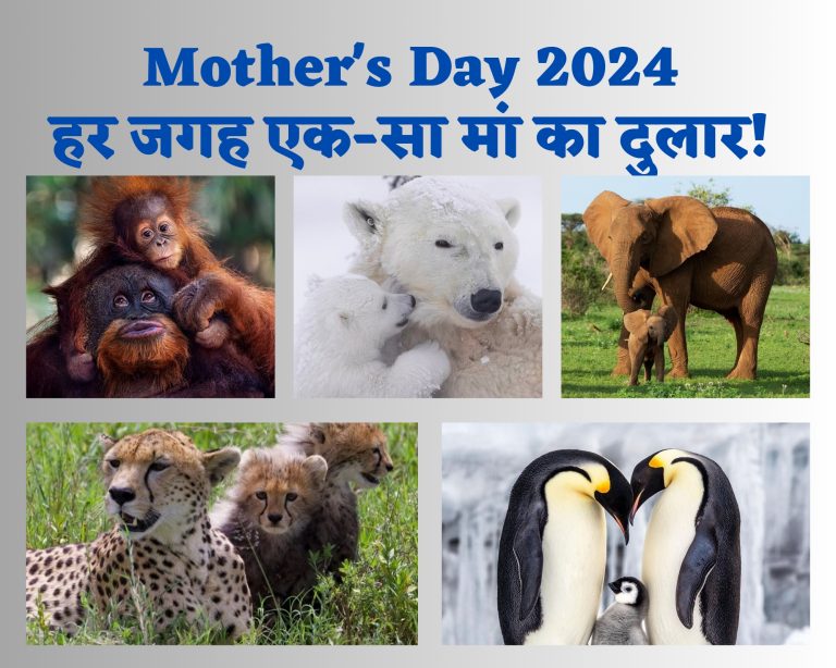 Mother’s Day: जानवरों में भी अनमोल है मां का दुलार