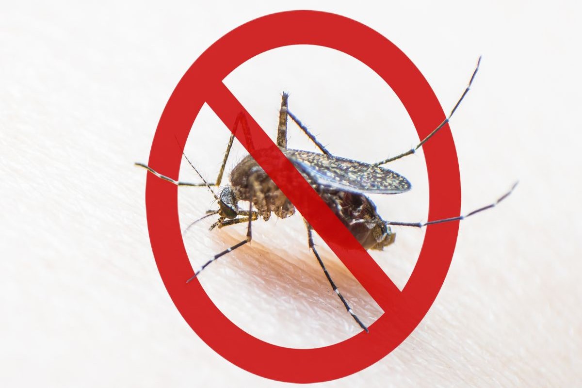 dengue prevention