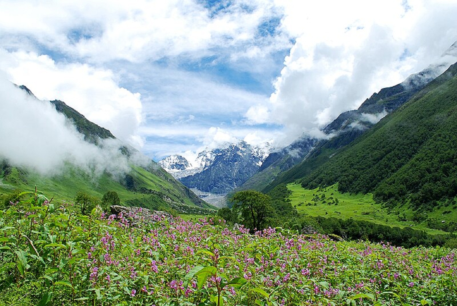 Valley of Flowers 2025