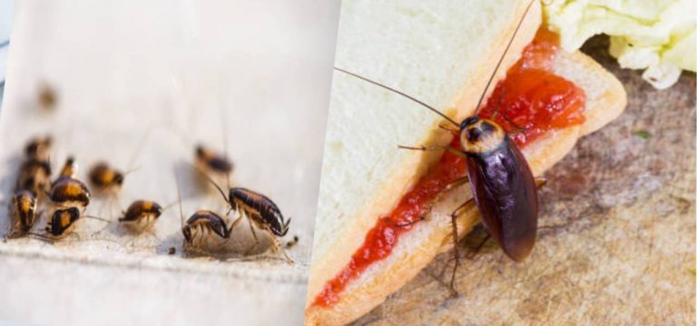 Kitchen Tips: क्या आप रसोई में कॉकरोच से हैं परेशान? अपनाएं ये 5 टिप्स
