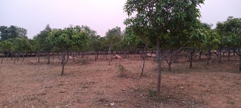 मौसम की मार से आम की खेती पर पड़ा प्रतिकूल असर