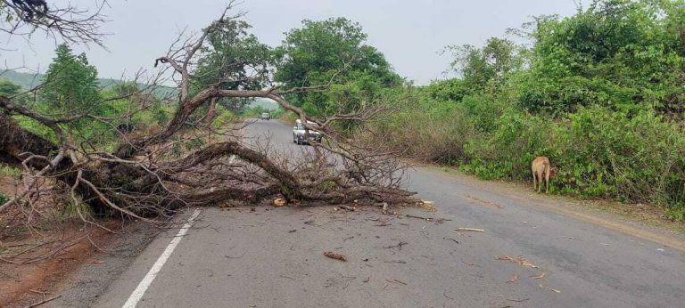 पथराकाटा के पास सूखे पेड़ की डाल गिरने से बाल-बाल बची कार