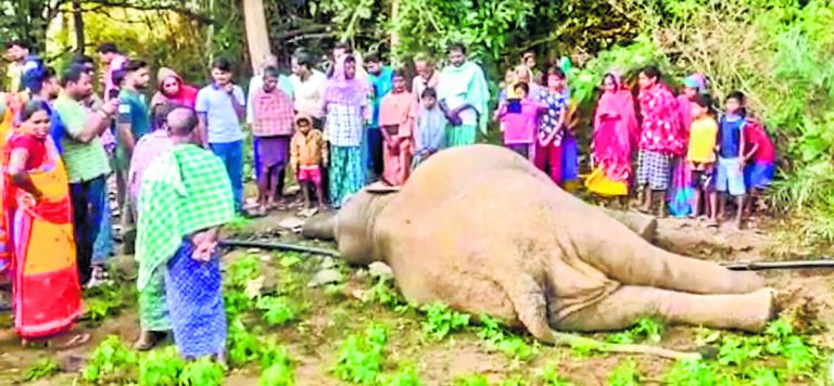 अनुगुल में करंट लगने से एक और हाथी की मौत