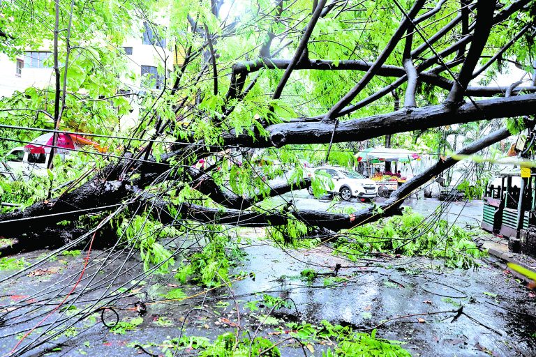 कोलकाता में 300 से अधिक पेड़ गिरे, जगह-जगह जलजमाव