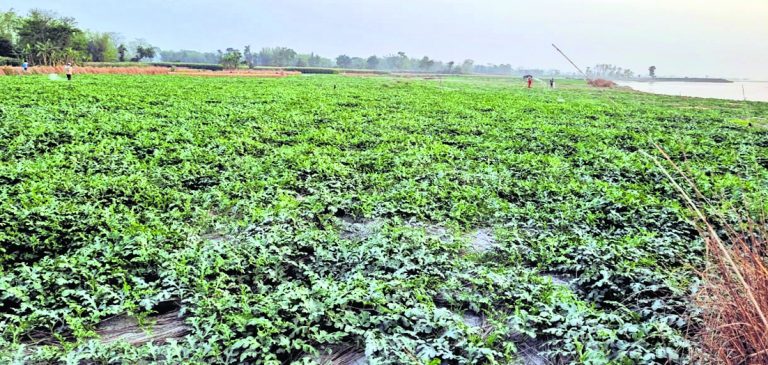 Digital Land Record: बिहार में इस साल से सभी जमीन रिकॉर्ड्स होंगे डिजिटल, ऐसे कर सकते हैं चेक