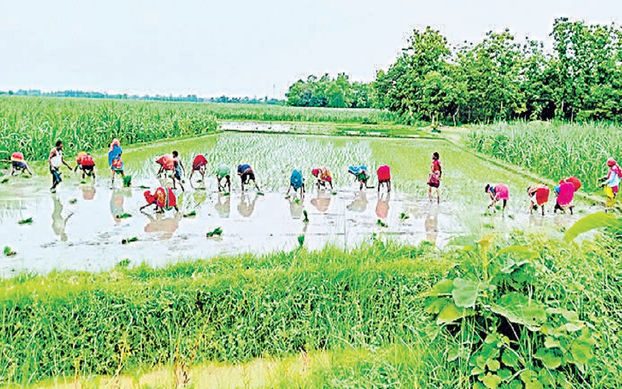 Agriculture news