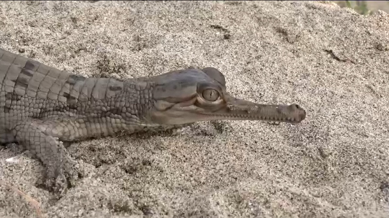 Alligator In Gandak