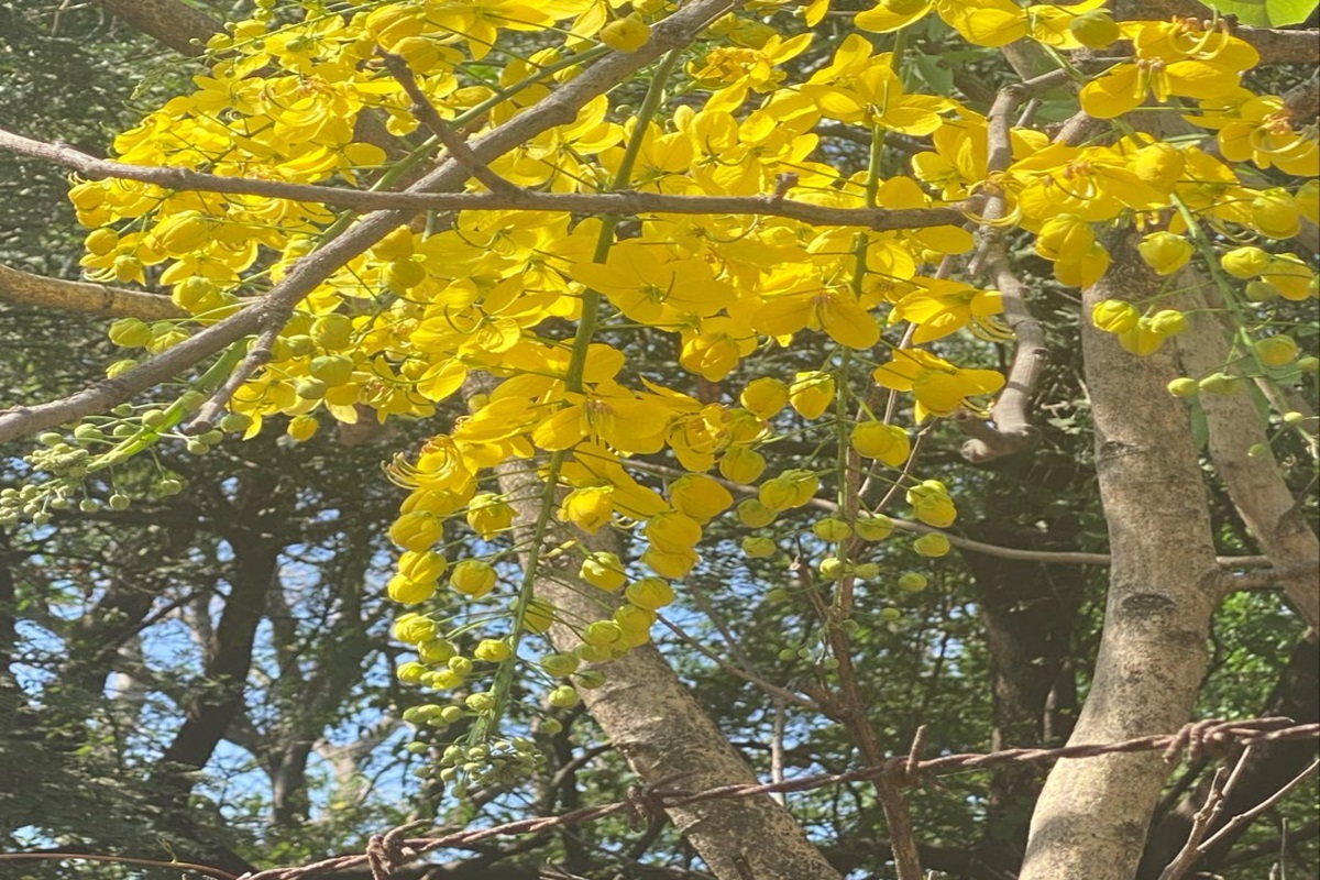 summer symbolism in literature