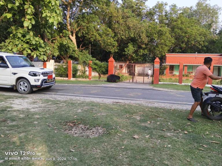 दिन के समय भालू की चहलकदमी