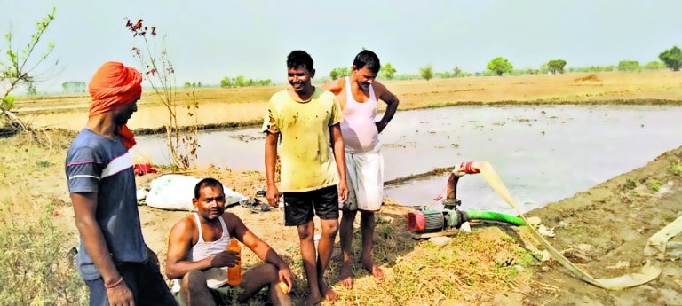 धान के बिचड़े पर सूर्य की तपिश की मार
