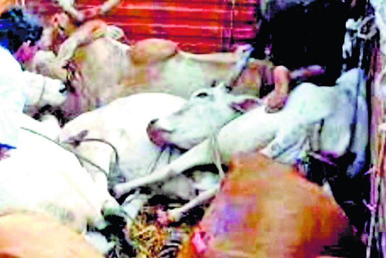 पशु तस्करी का सेफ कॉरिडोर बन गया है बीरभूम