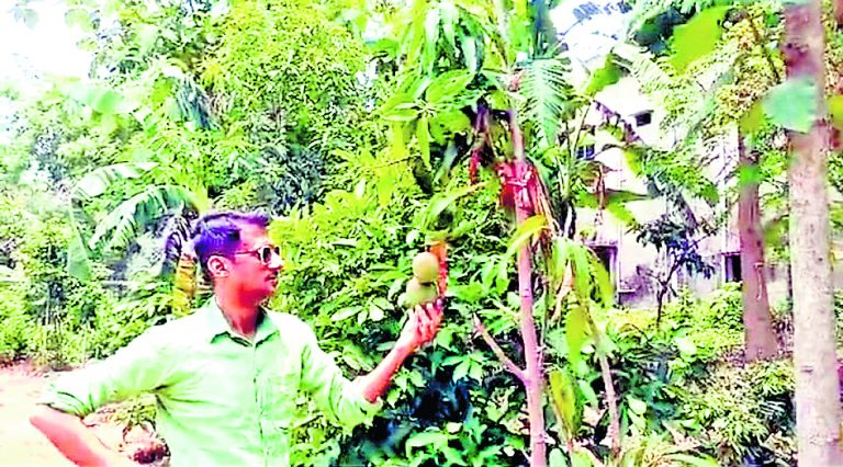 विदेशी प्रजाति के आम के पौधे लगा कर सुर्खियों में हैं पांडुआ के पार्थ