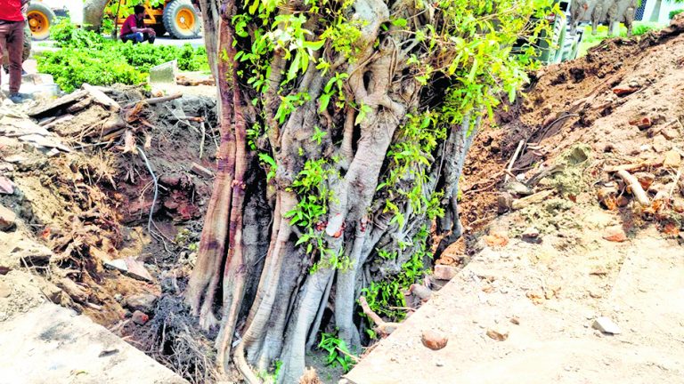 फोर्ट विलियम में चक्रवात से   उखड़े पेड़ों को किया गया प्रत्यारोपित