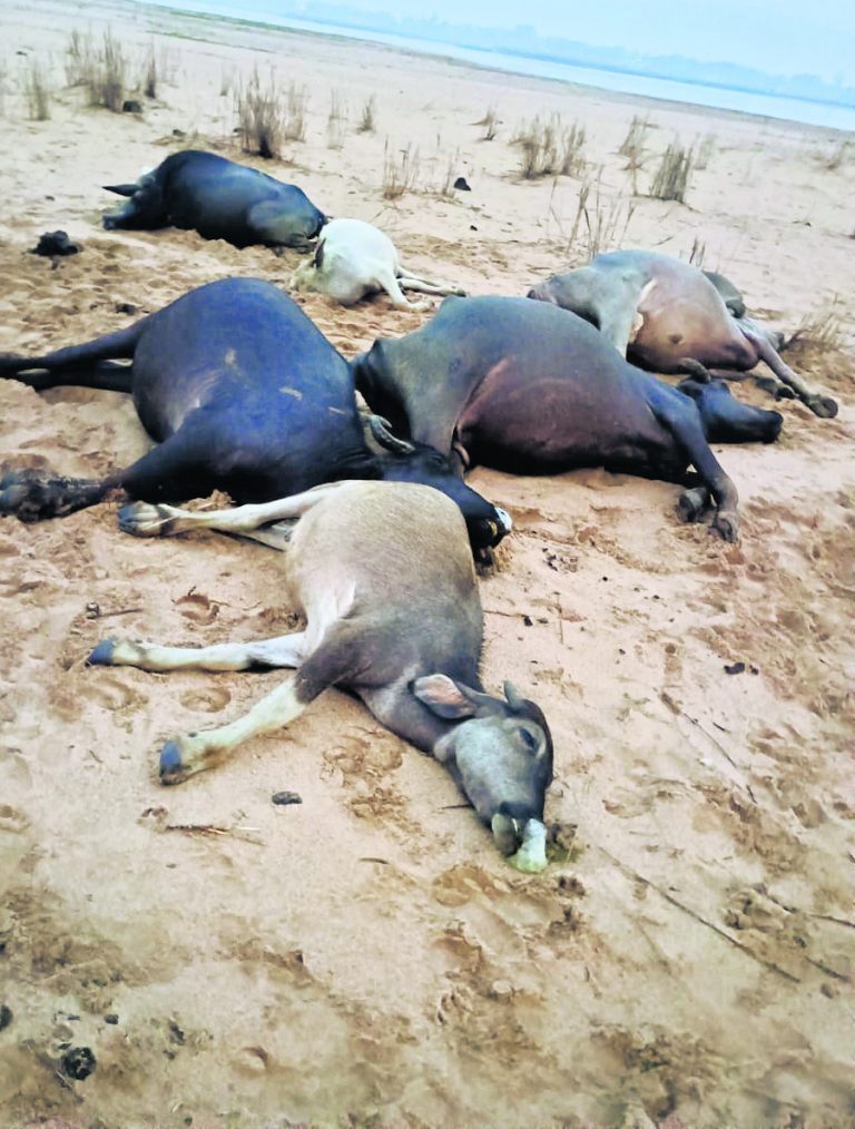 सोन टीला पर ठनका गिरने से सात भैंसों व एक चरवाहे की मौत