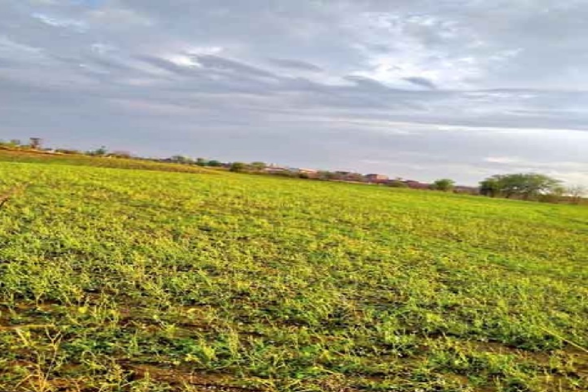 Moong crop burnt due to Heat