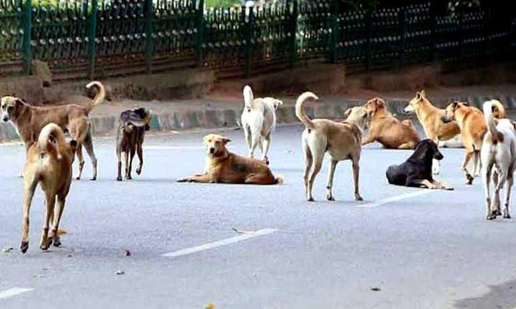 bihar dog news